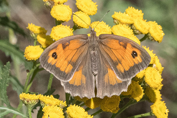 Maniola jurtina ♀ - 5839 - Llo - 20/07/23