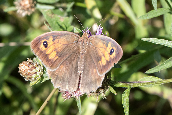 Maniola jurtina ♀ - Orly sur Morin - 21/07/19
