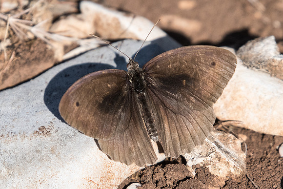 Maniola jurtina ♂ -5818 - Cipieres - 5/07/20