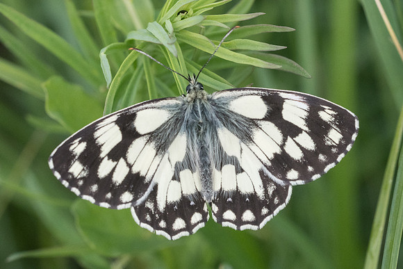 Melanargia galathea-6850 - Fontainebleau - 16/06/19