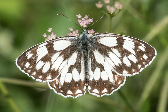 Melanargia galathea-2230 - Précy - 15/07/16