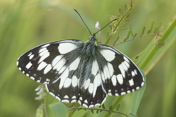 Melanargia galathea-6691 -Fontainebleau - 16/06/19