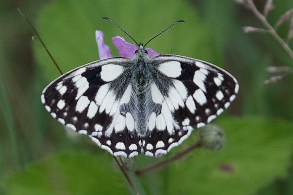 Melanargia galathea-4952 -  Lesigny - 14/06/20