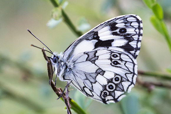 Melanargia galathea-6865 - Fontainebleau - 30/06/18