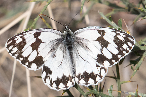Melanargia lachesis-0955 -  Eus-Sournia 15/07/23