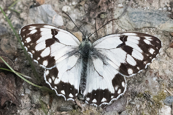 Melanargia lachesis-2094 Nohedes 16/07/23
