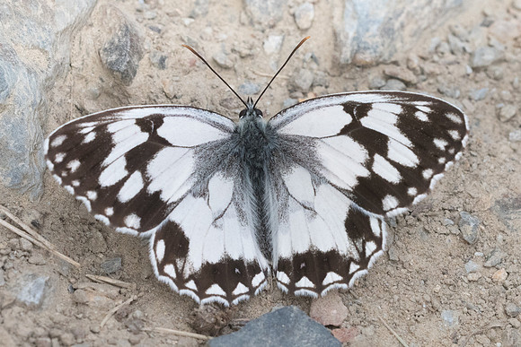 Melanargia lachesis-1982 Nohedes 16/07/23