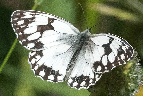 Melanargia lachesis - 5697 - Llo 20/07/23