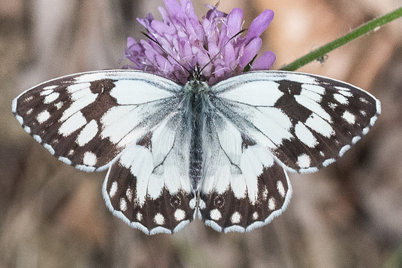 Melanargia lachesis-7073 Nohedes 23/07/23