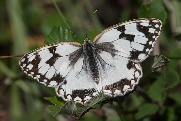 Melanargia lachesis-0979 Route Eus-Sournia 15/07/23