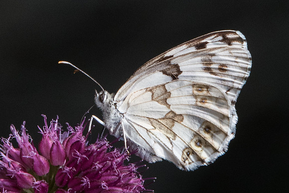 Melanargia lachesis-1840 Sournia - 15/07/23