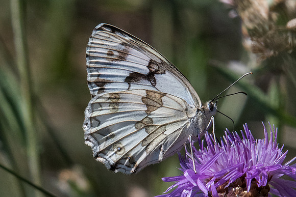 Melanargia lachesis-1400 Route Eus-Sournia - 15/07/23