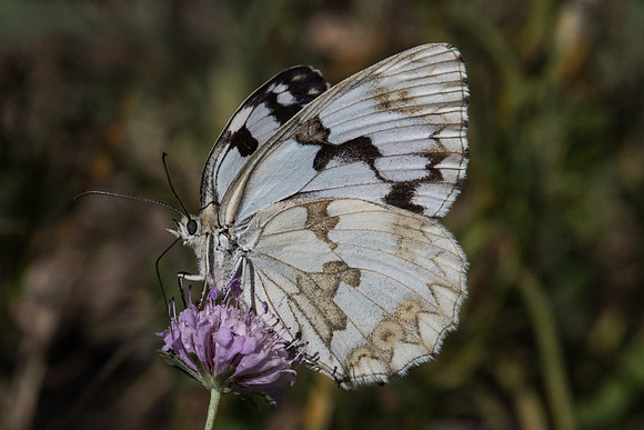 Melanargia lachesis-1347 Route Eus-Sournia - 15/07/23