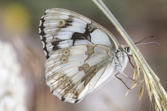 Melanargia lachesis-1984 Nohedes - 16/07/23