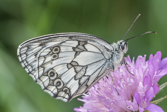 Melanargia lachesis-5644 - Bolquere - 19/07/23