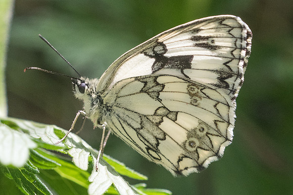 Melanargia lachesis-3145 -  Llo - 17/07/23