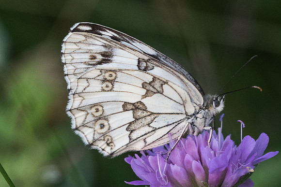 Melanargia lachesis-3436 - Llo - 18/07/23