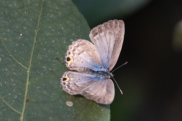Catochrysops strabo strabo-2500 - Doi-Suthep 8/03/23