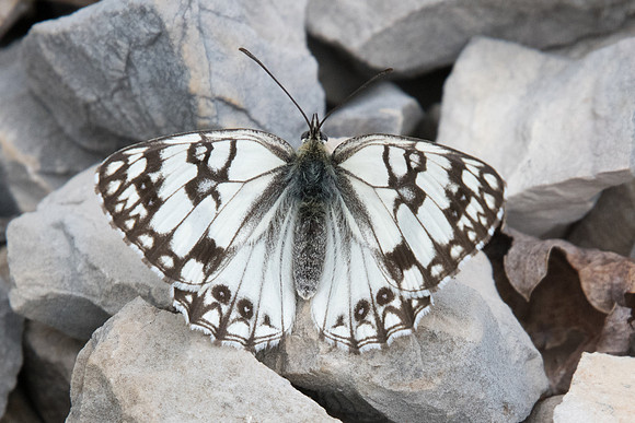 Melanargia occitanica - 6313 -Coursegoules - 27/06/20