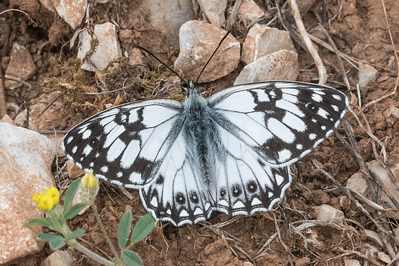 Melanargia occitanica-1363 - Signes - 21/05/21