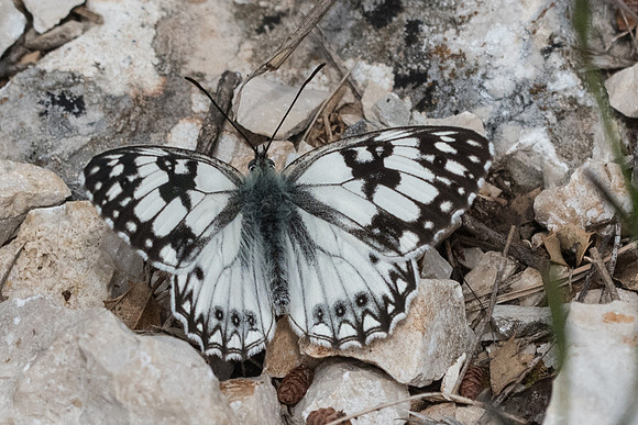 melanargia occitanica - 1534 - Signes - 22/05/21