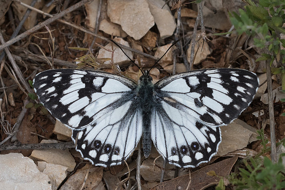 Melanargia occitanica - 1479 - Signes - 21/05/21