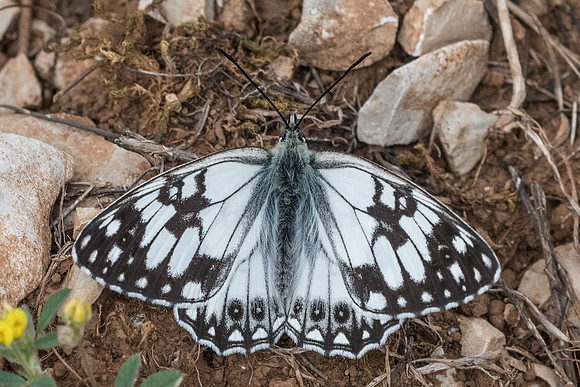Melanargia occitanica - 1379 - Signes - 21/05/21