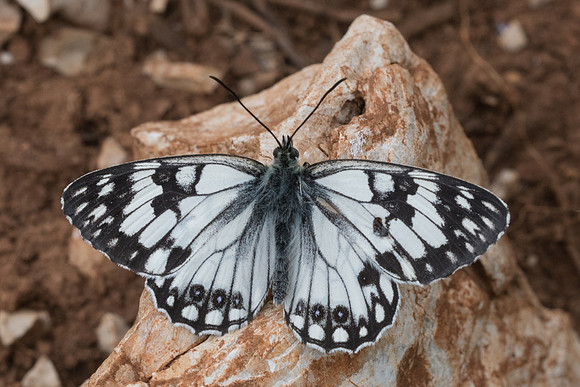 Melanargia occitanica-1456 - Signes - 21/05/21