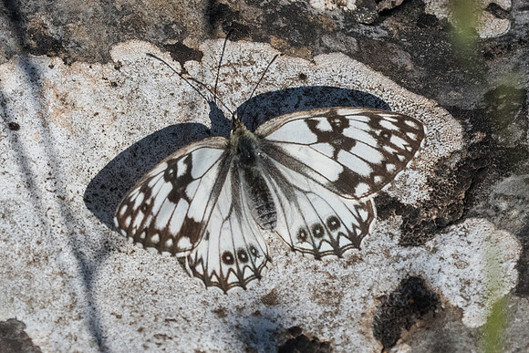 Melanargia occitanica-0778 - Signes - 21/05/21