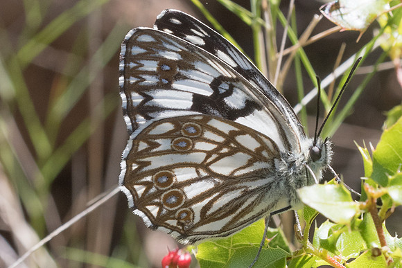 Melanargia occitanica - 0830 - Signes - 21/05/21