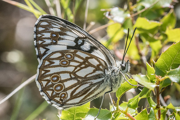 Melanargia occitanica - 0841 - Signes - 21/05/21