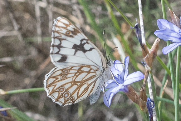 Melanargia occitanica - 3463 - Sournia - 18/05/23