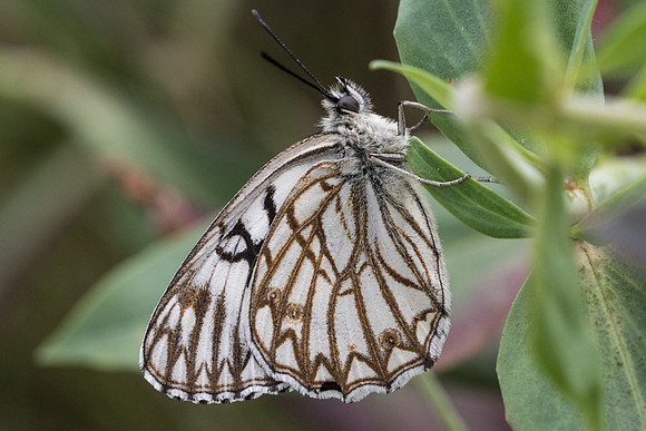 Melanargia occitanica-1905 - Signes - 22/05/21