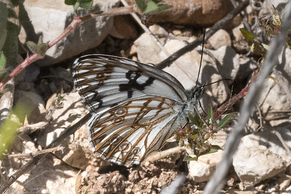 Melanargia occitanica - 0683 - Belgentier - 20/05/21