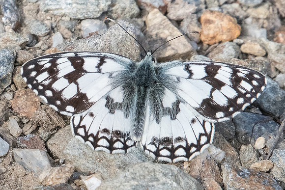 Melanargia russiae ♂- 3460 - Llo - 18/07/23