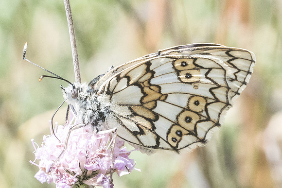 Melanargia russiae ♀ - 2988 - Llo - 17/07/23