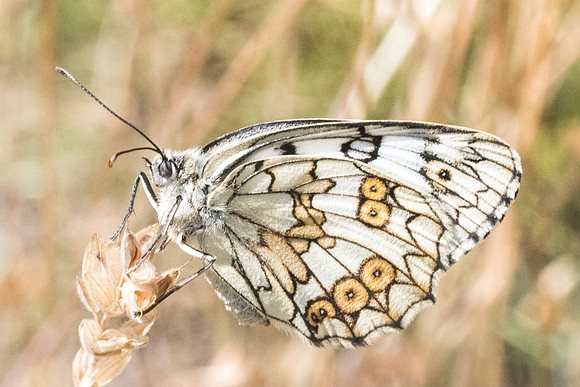Melanargia russiae ♀-3041 - Llo - 17/07/23