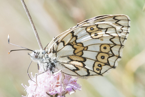 Melanargia russiae ♀-2995 - Llo - 17/07/23