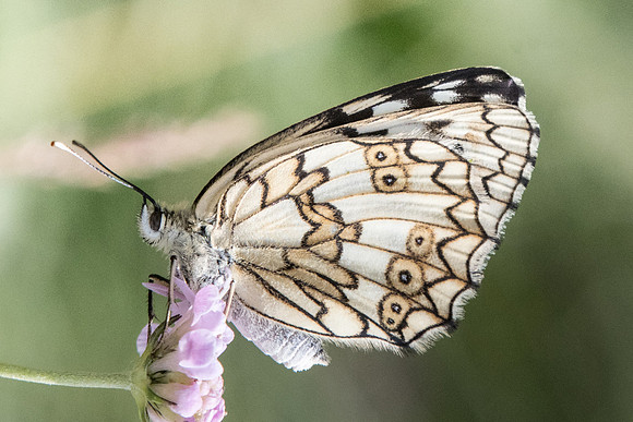 Melanargia russiae ♀- 4328 - Llo - 18/07/23