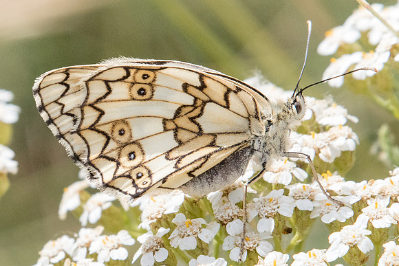 Melanargia russiae ♀-4320 - Llo - 18/07/23