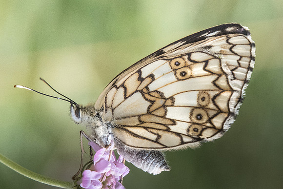 Melanargia russiae ♀-4333 - Llo - 18/07/23