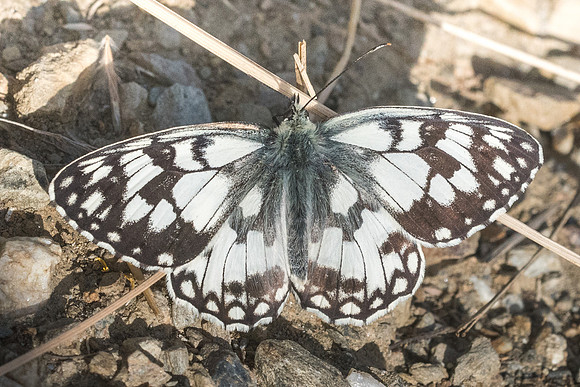 Melanargia russiae-5721 - Llo - 20/07/23