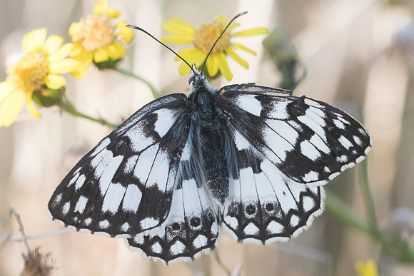 Melanargia russiae-3194 - Llo - 18/07/23