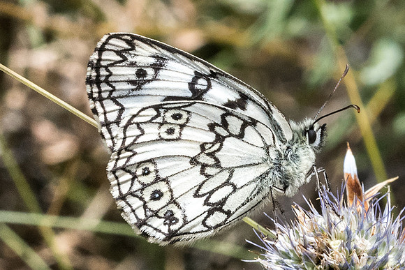 Melanargia russiae ♂- 3102 - Llo - 17/07/23