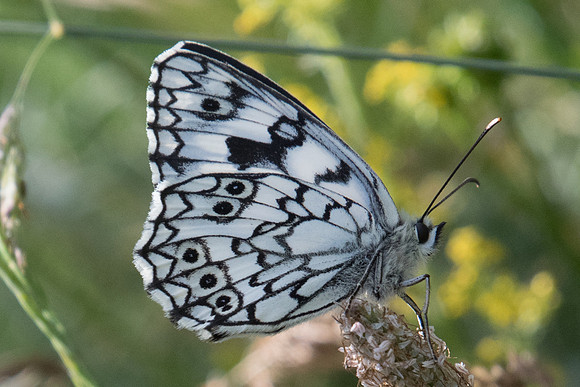 Melanargia russiae ♂-3832 - Llo - 18/07/23
