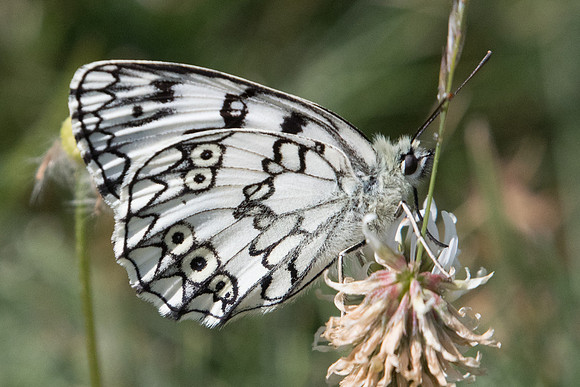 Melanargia russiae ♂-3914 - Llo 18/07/23