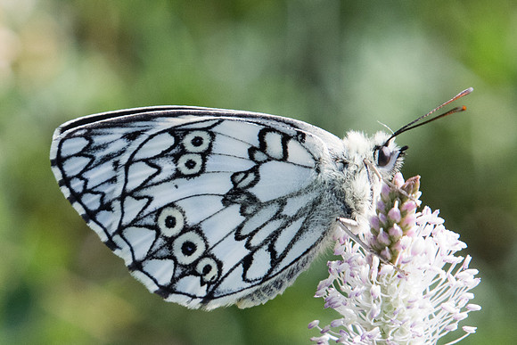 Melanargia russiae ♂-3965 - Llo 18/07/23
