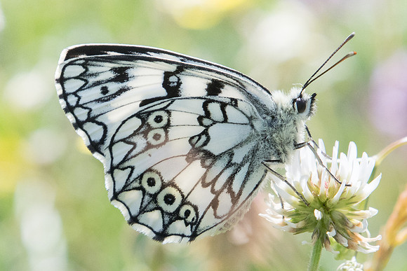 Melanargia russiae ♂-3969 - Llo 18/07/23