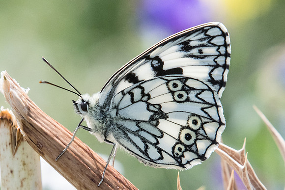Melanargia russiae ♂-3956 - Llo 18/07/23