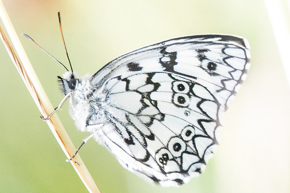 Melanargia russiae ♂-4243-2 - Llo - 18/07/23